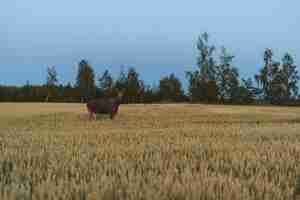 Free photo deer in a grassy field surrounded by green trees in norway