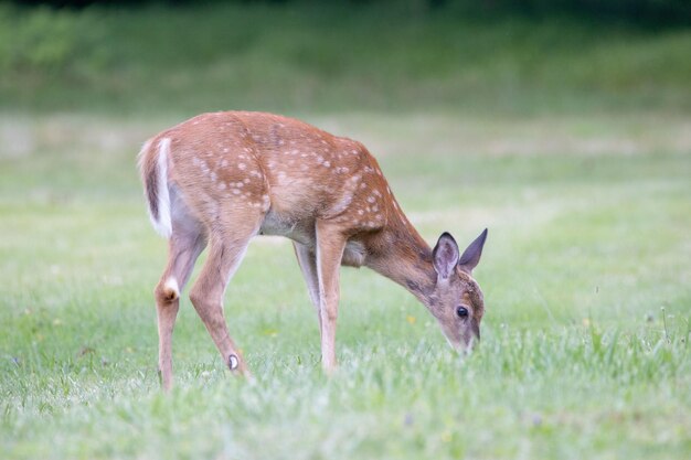 Deer grazing on the pasture at daytime