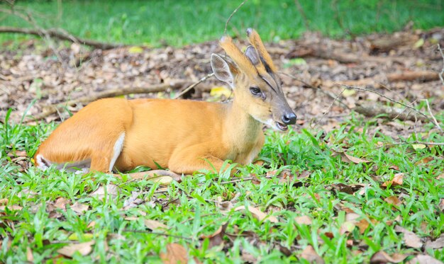 Deer on the ground