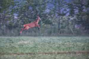 Free photo deer jumping on green field