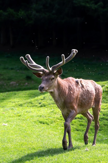 Deer on a lawn in the Carpathians Romania