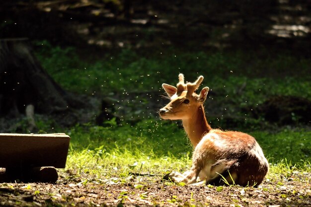 "Deer lying on pasture"