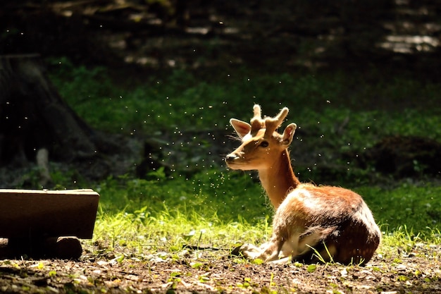 "Deer lying on pasture"