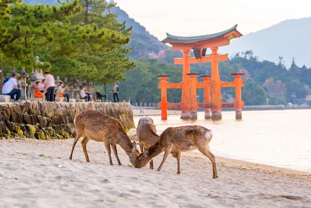 Deer and red torii in miyajima hiroshima, japan