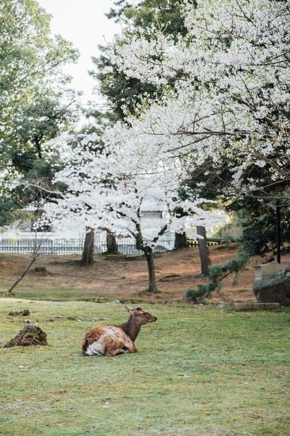 奈良の鹿と桜の木