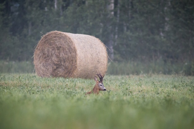 Олень сидит в высокой траве на поле