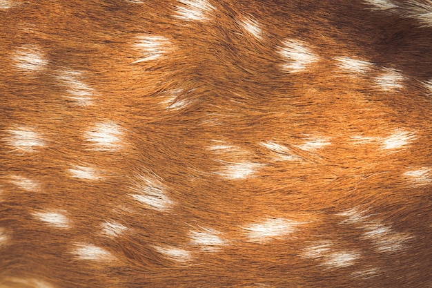Free photo deer skin pattern
