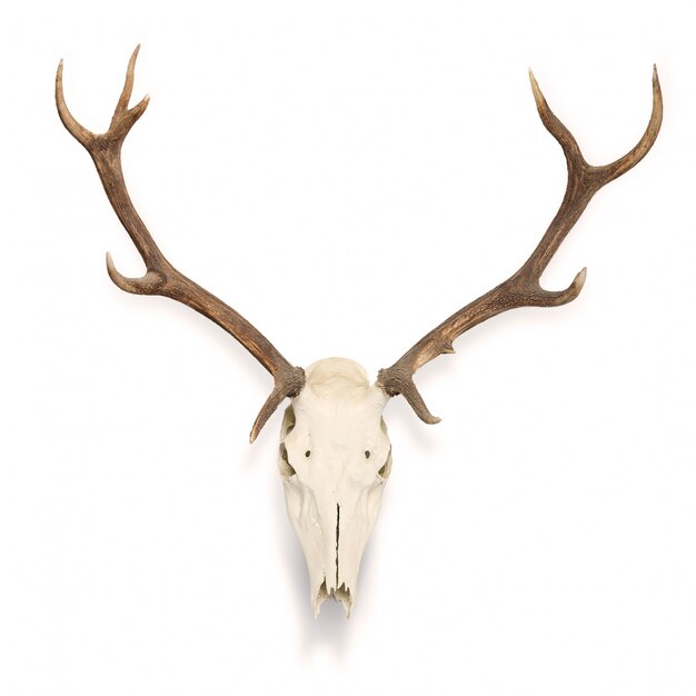 Deer skull hanging on the wall
