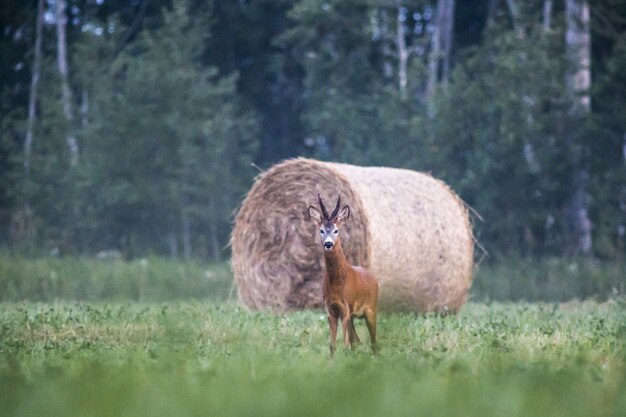 Deer standing in grass and looking at camera