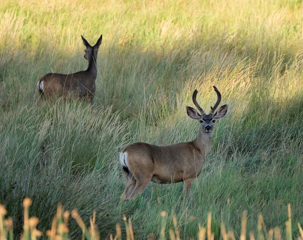 Deer walking in a grassy field during daytime
