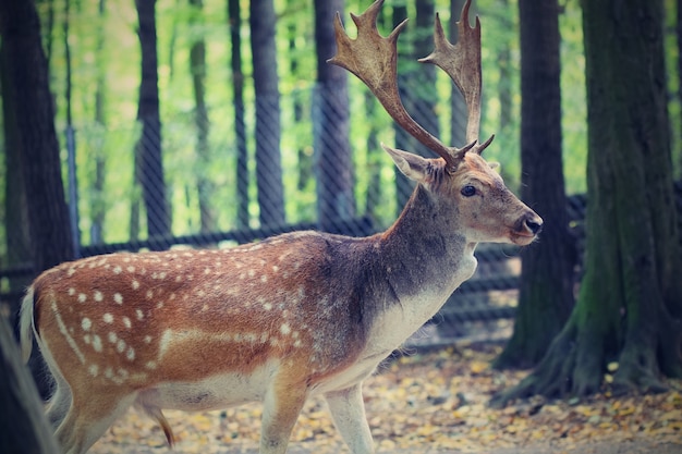"Deer in woods in paddock"