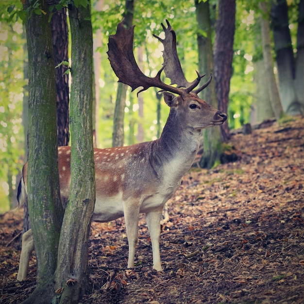 「森の中の鹿」