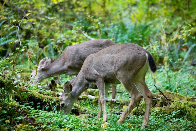 Free photo deer