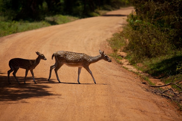 Free photo deer