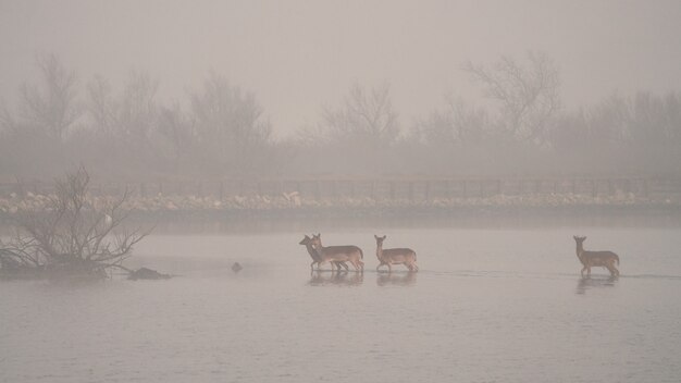 霧のある湖の鹿