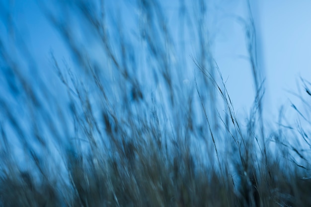 Defocused grass against blue sky