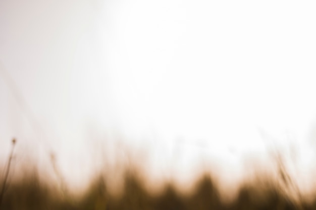 Defocused grass in blurred background