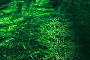 Free photo defocused green background horsetail branches in the undergrowth green grass horizontal banner closeup idea for a screensaver or wallpaper for advertising ecoproducts