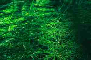 Free photo defocused green background horsetail branches in the undergrowth green grass horizontal banner closeup idea for a screensaver or wallpaper for advertising ecoproducts