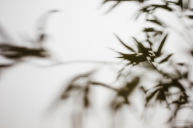 Defocused shadow leaves on white backdrop