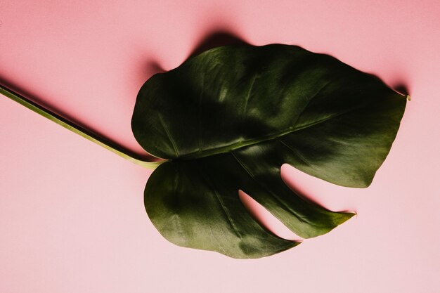 Delicate alocasia leaf