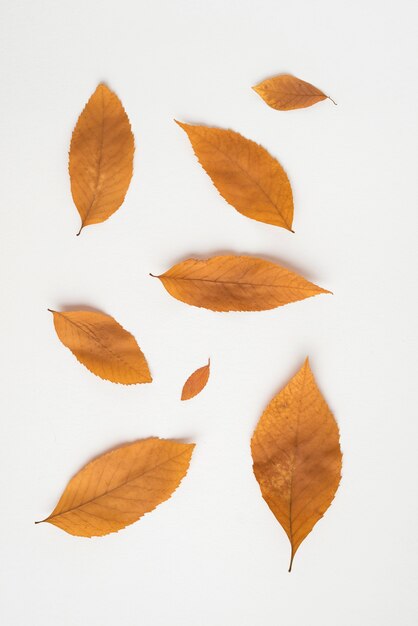 Delicate autumn leaves on white