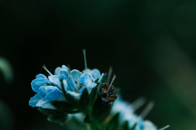 밤에 섬세 한 푸른 꽃