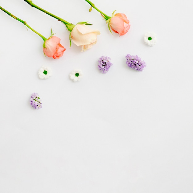 Foto gratuita delicato fiore colorato su sfondo bianco