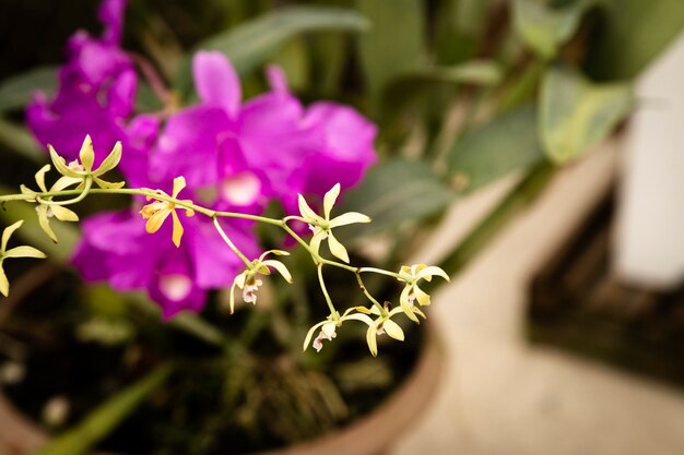 背景をぼかした写真の繊細な花のクローズアップ