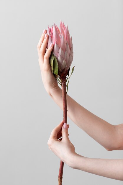 繊細な花の写真