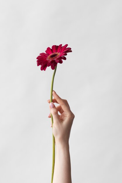 繊細な花の写真