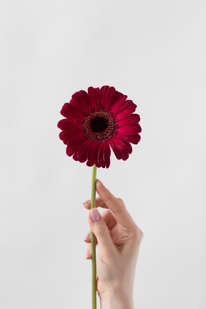 繊細な花の写真