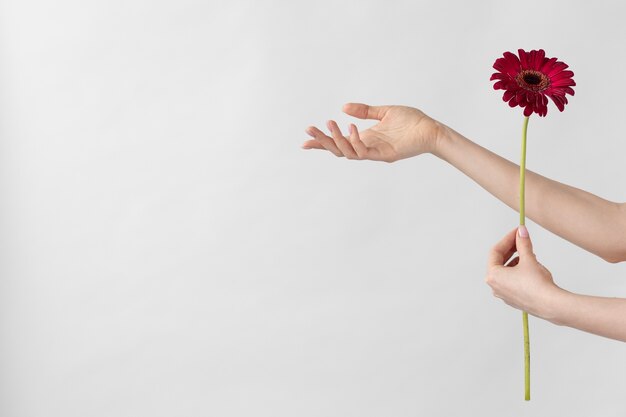 繊細な花の写真