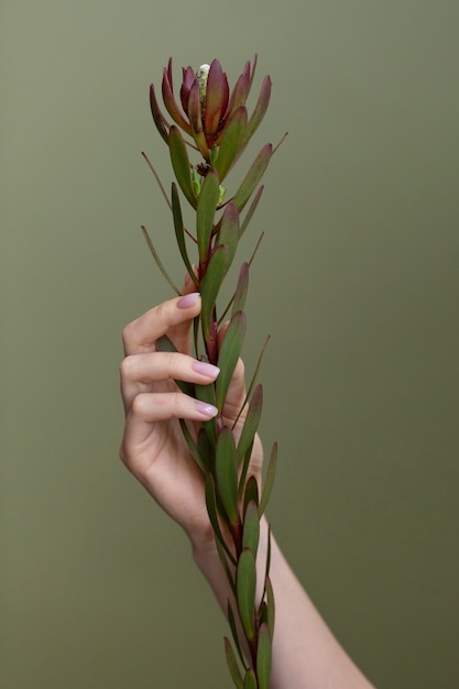 繊細な花の写真