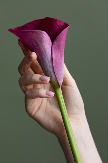 繊細な花の写真