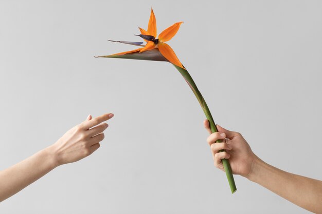 繊細な花の写真