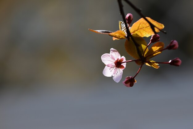 "Delicate flower and sprouts on tree branch"