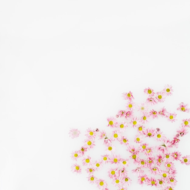 Free photo delicate fresh flowers on white background