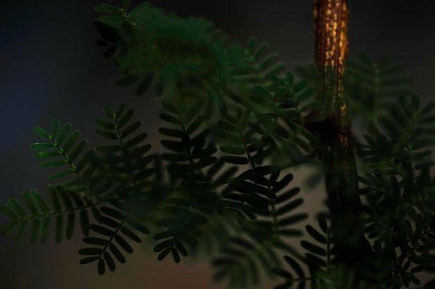 Delicate Leaves on Small Tree