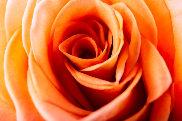 Delicate orange rose petal