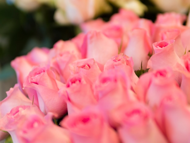 繊細なピンクのバラの花束をクローズアップ