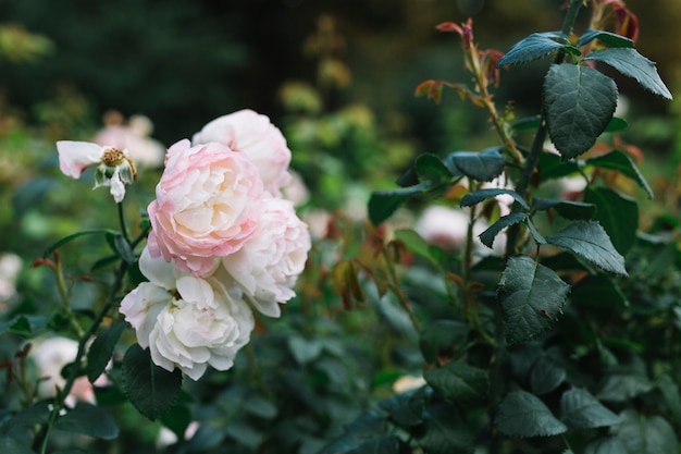 Delicate pink and white flowers in garden