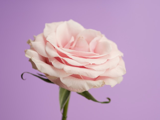 Free photo delicate rose on purple background