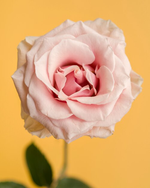 Delicate rose on yellow background