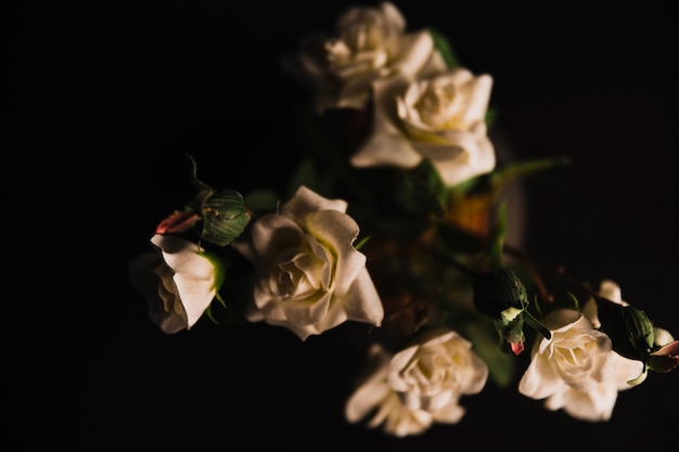 Delicate roses in pot