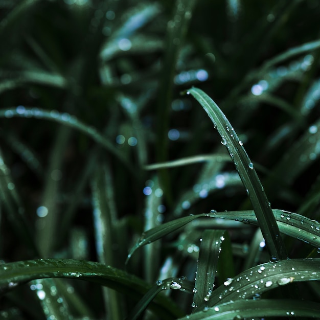 Free photo delicate water on grass blades