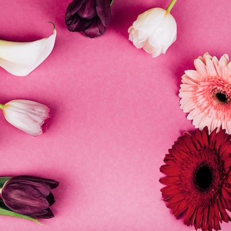 섬세한 화이트 아룸 백합; 튤립; 분홍색 배경에 거 베라 꽃