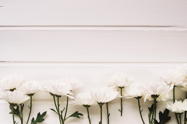 Delicate white flowers aligned in front of a white background with space on the top