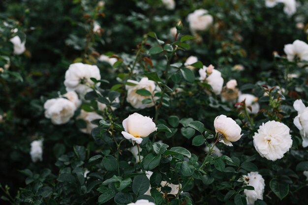 Delicate white flowers blooming in garden