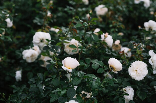 Нежные белые цветки, цветущие в саду